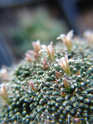 Mammillaria painteri f. monstruosa