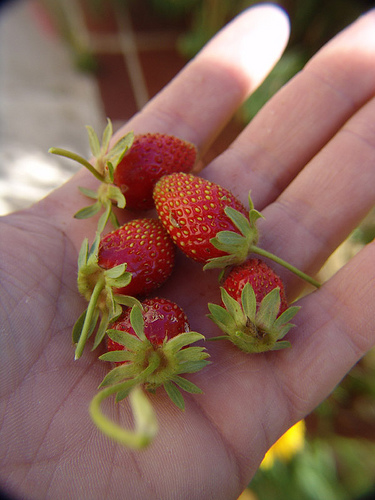 handberries