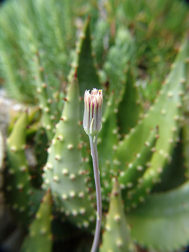 senecio herreianus flower with aloe ferox as a background