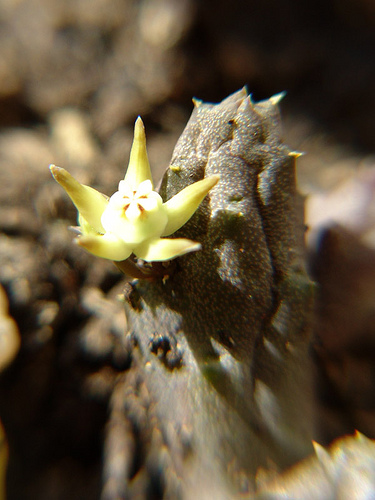 duvalia parviflora flower