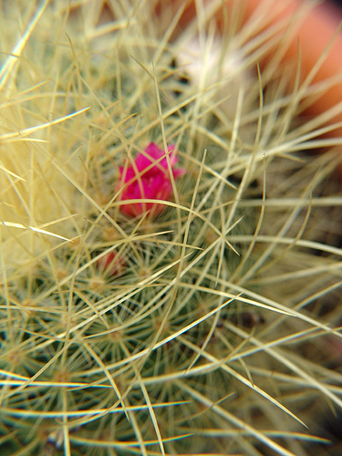 hidden mammillaria rekoi ssp leptacantha flower