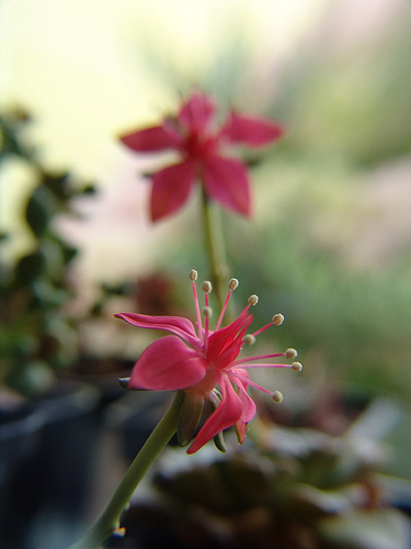 graptopetalum bellum flowers