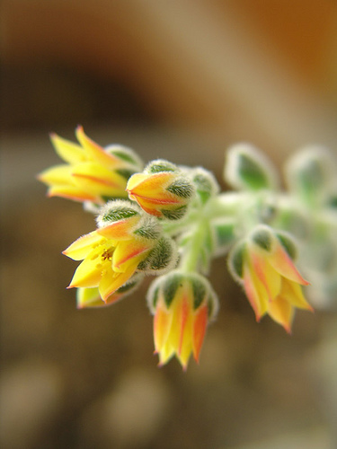 echeveria setosa flowers