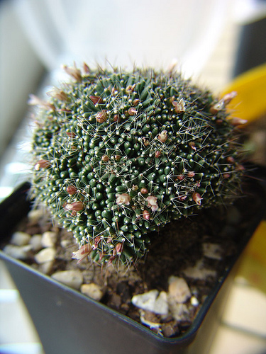 mammillaria painteri