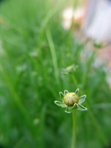 green mist