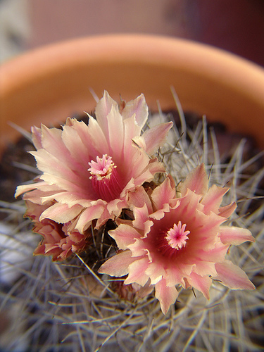 lobivia salmon flowers