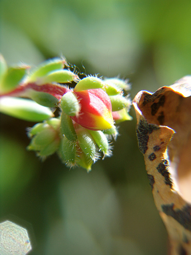 echeveria setosa v. deminuta flower