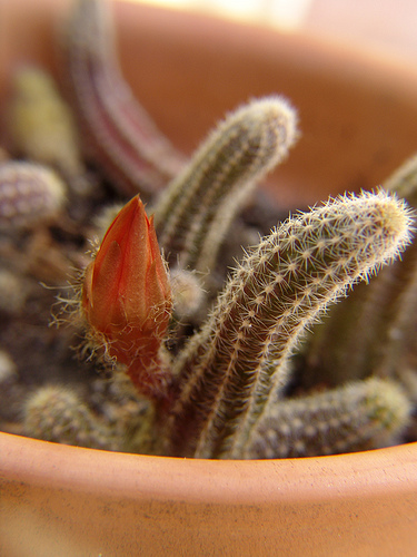 echinopsis (aka chamacereus) silvestrii