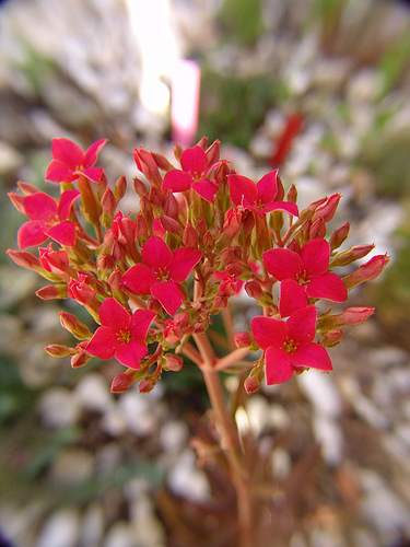 kalanchoe kewensis flowers