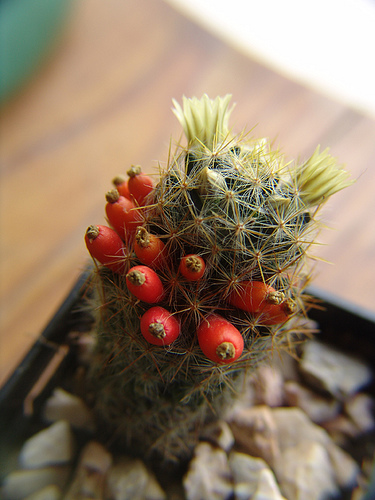 mammillaria texensis flowers and fruits I