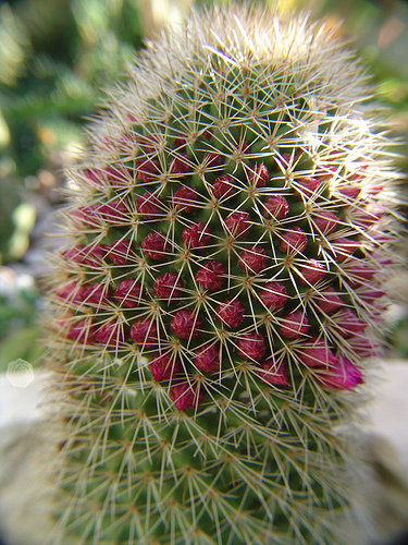 mammillaria backebergiana flowering