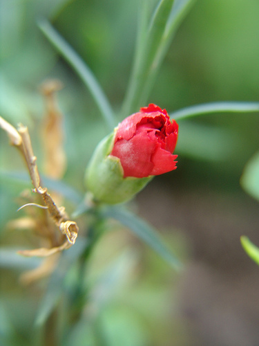 red carnation