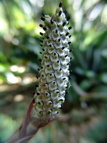 strange flower