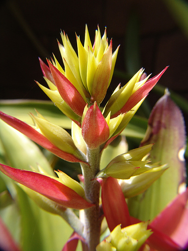 bromelaceae flower