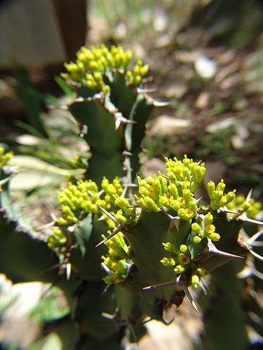 euphorbia flowers1