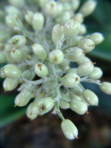 bromelaceae macro