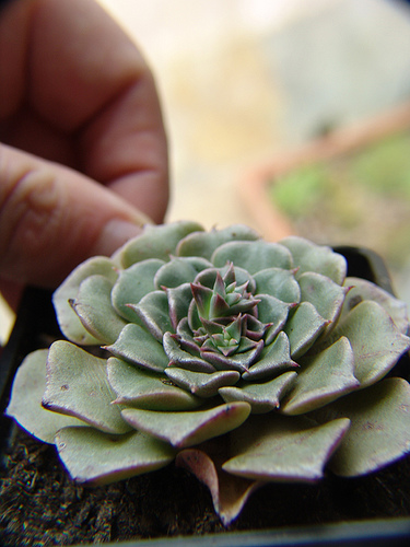 Graptopetalum bellum