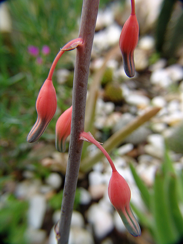 gasteria verrucosa flowers