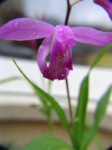 Bletilla striata1