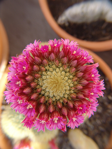 pink crown