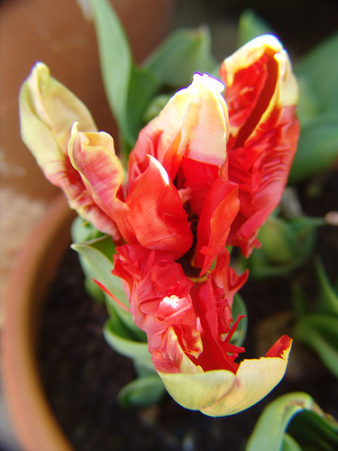 tulip cv. parrot