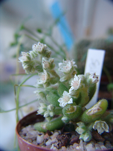 sedum hintonii