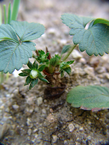 strawberries to be