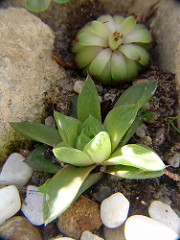 haworthia romboformis v. angustata and dutch sempervivum