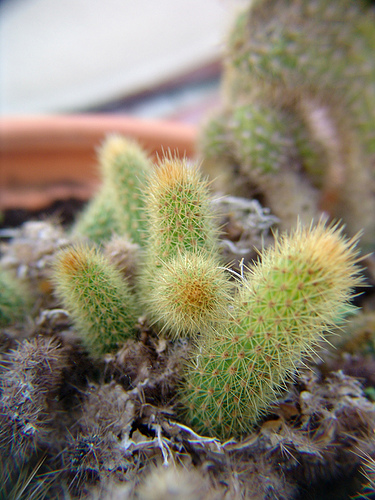 cleistocactus winteri