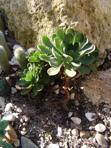 Aeonium pubescente