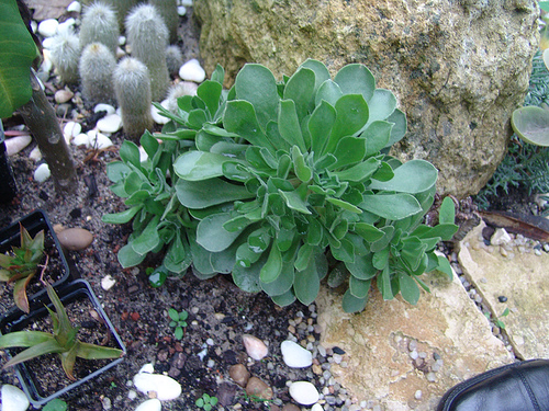 aeonium pubescente