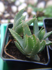 aloe brevifolia