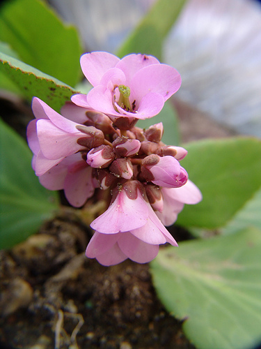 berengenia cordifolia flower