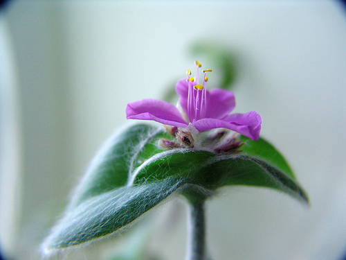 tradescantia silamontana flower