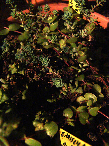 night crassulaceae