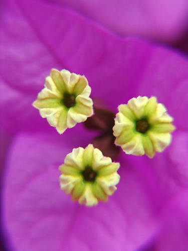 buganvillea flowers