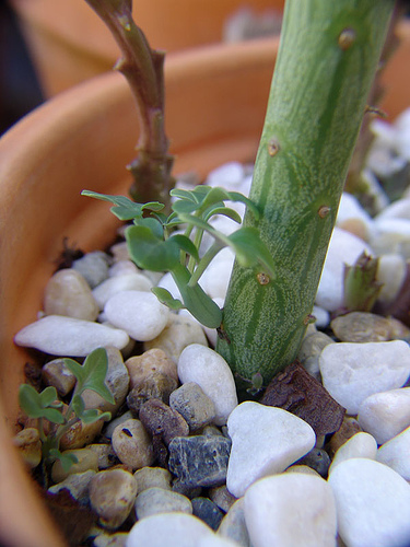 senecio articulatus