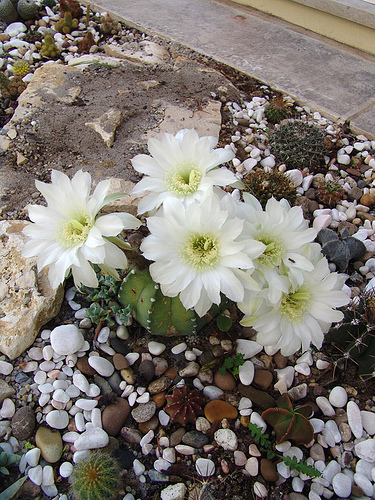 echinopsis subdenudata flowers