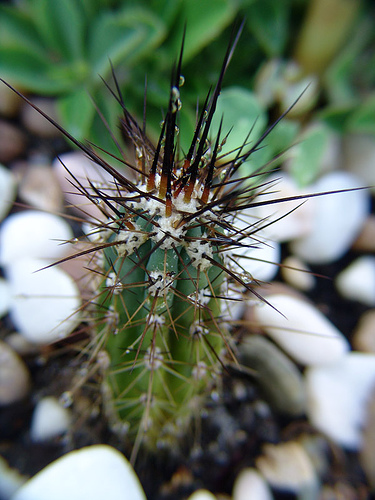 growing stetsonia coryne