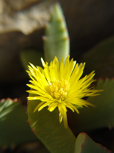 Carruanthus caninus first flower