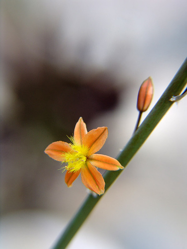 bulbine frutescens flower