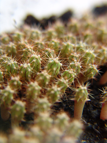 ferocactus latispinus family