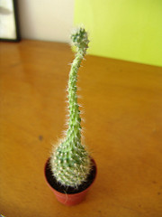 rebutia muscula  - long neck cactus ;)