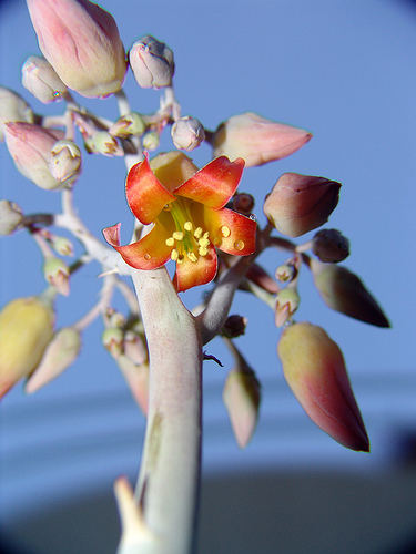 crassula arborescens flower
