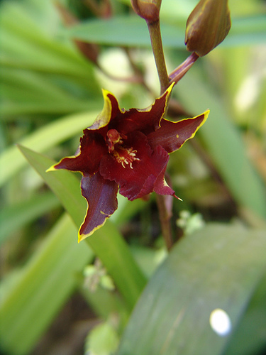 deep red orchid