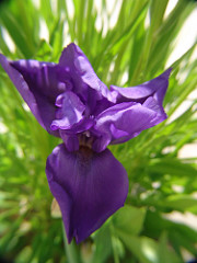 deep violet iris germanica