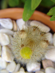 parodia penicilinata flowers