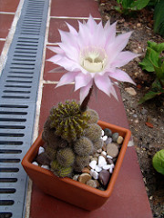 echinopsis oxigona with flower