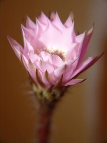 echinopsis oxigona bloom 070503