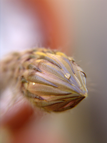 echinopsis oxigona flower